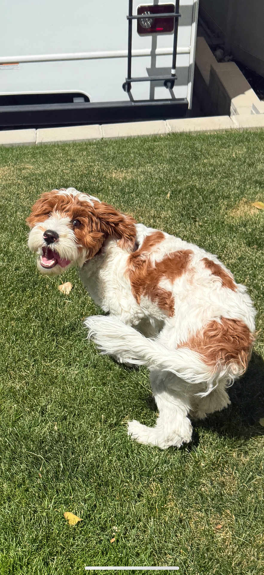 Molly