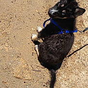 Smokey joined the competition — help win amazing prizes! puppy, dog, blue_eyes, black_fur, white_fur, sand, outdoor, harness, leash, pet, animal, cute, sitting, curious, young_dog, canine, sunlight, nature, playful, looking_up