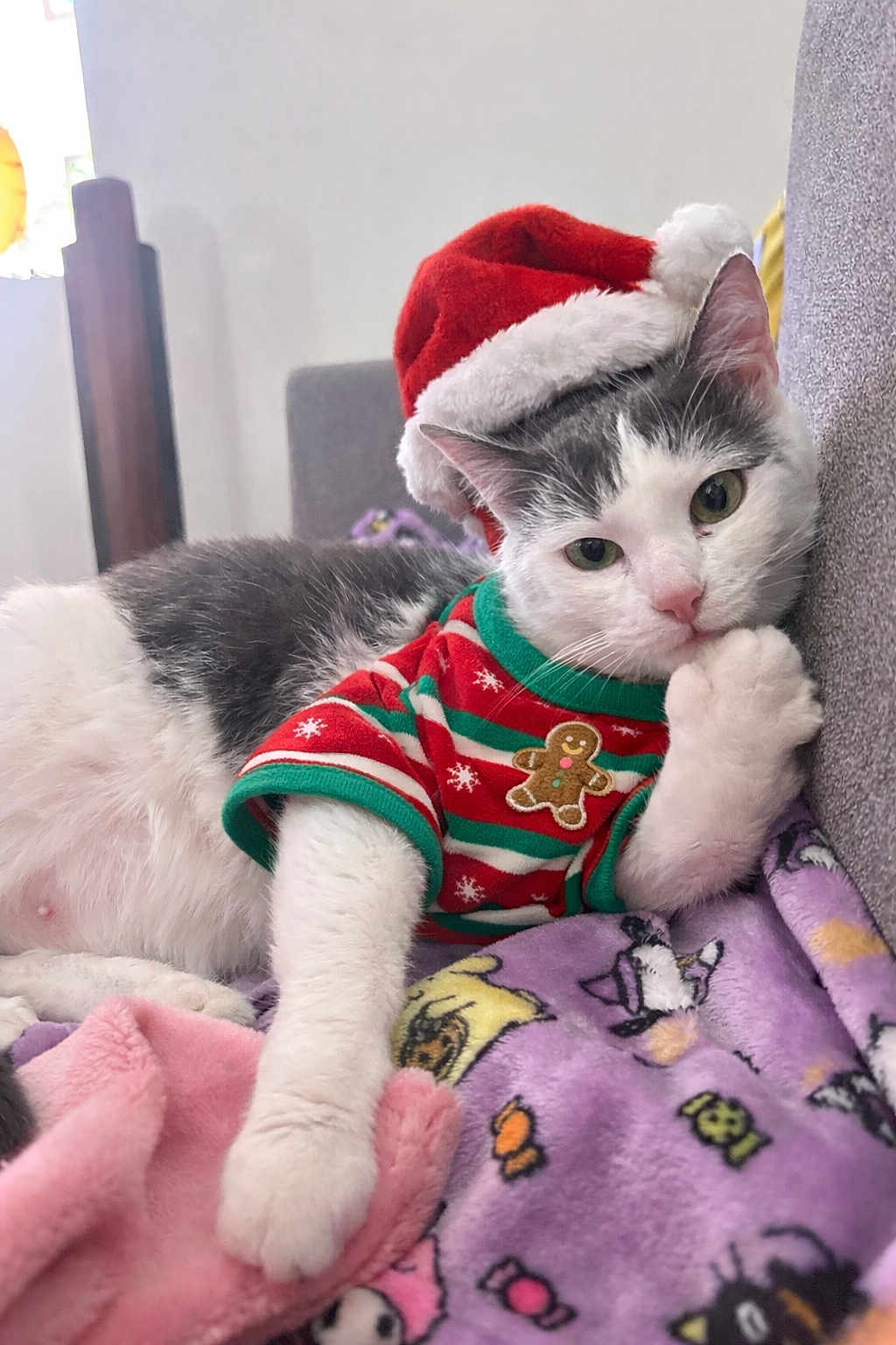 Columbia is registered to the contest to win money with this photo: cat, holiday_clothing, santa_hat, christmas_sweater, gingerbread_man, blanket, purple_blanket, pink_blanket, relaxed, indoor, pet, cute, feline, white_and_gray_cat, cozy, resting, paw, closeup, holiday, festive