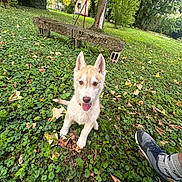 Aarow a rejoint le concours — aidez-le/la à gagner de superbes lots ! bench, canine, casual, daylight, dog, grass, greenery, ground, leafy, leaves, nature, outdoor, park, pet, playful, puppy, shoe, sneaker, tongue_out, tree