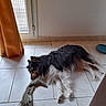 dog, tricolor_dog, long_hair, sleeping, lying_down, pet, toy, stuffed_toy, floor, tile_floor, indoor, window, curtain, sunlight, home, relaxed, black_and_white, brown_markings, fluffy, resting