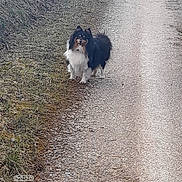 Prince a rejoint le concours — aidez-le/la à gagner de superbes lots ! dog, small_dog, fluffy, long_hair, black_and_white, brown, outdoor, path, pavement, grass, winter, standing, animal, pet, companion, portrait, centered, daylight, camera_watermark, rural