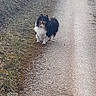 dog, small_dog, fluffy, long_hair, black_and_white, brown, outdoor, path, pavement, grass, winter, standing, animal, pet, companion, portrait, centered, daylight, camera_watermark, rural
