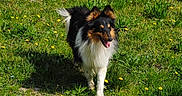 Prince a rejoint le concours — aidez-le/la à gagner de superbes lots ! dog, collie, long_hair, fluffy, black_and_white, brown, outdoor, grass, lawn, dandelions, sunlight, shadow, standing, walking, tongue_out, open_mouth, ears, tail, pet, animal