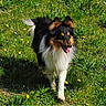 dog, collie, long_hair, fluffy, black_and_white, brown, outdoor, grass, lawn, dandelions, sunlight, shadow, standing, walking, tongue_out, open_mouth, ears, tail, pet, animal
