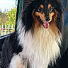 dog, shetland_sheepdog, pet, animal, fluffy, long_hair, black, white, brown, tongue_out, vehicle_interior, window, greenery, seat, happy, standing, portrait, companion, canine, domestic_animal