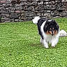 dog, tricolor_dog, fluffy, outdoor, grass, lawn, stone_wall, garden, pet, animal, canine, running, walking, standing, paws, tail, black_and_white, brown_markings, rustic, nature