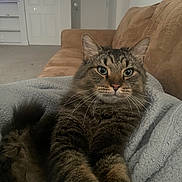 King Louie joined the competition — help win amazing prizes! cat, tabby, feline, pet, indoor, blanket, couch, living_room, fur, whiskers, relaxed, green_eyes, close_up, cozy, home, mammal, stretching, comfortable, domestic_animal, curious