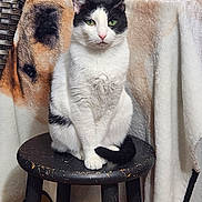 Chatters is registered to the contest to win money with this photo: abyssinian, angora, animal, barstool, blanket, cat, chair, couch, diningtable, furniture, hardwood, homedecor, indoors, kitten, manx, pet, plywood, siamese, table, wood