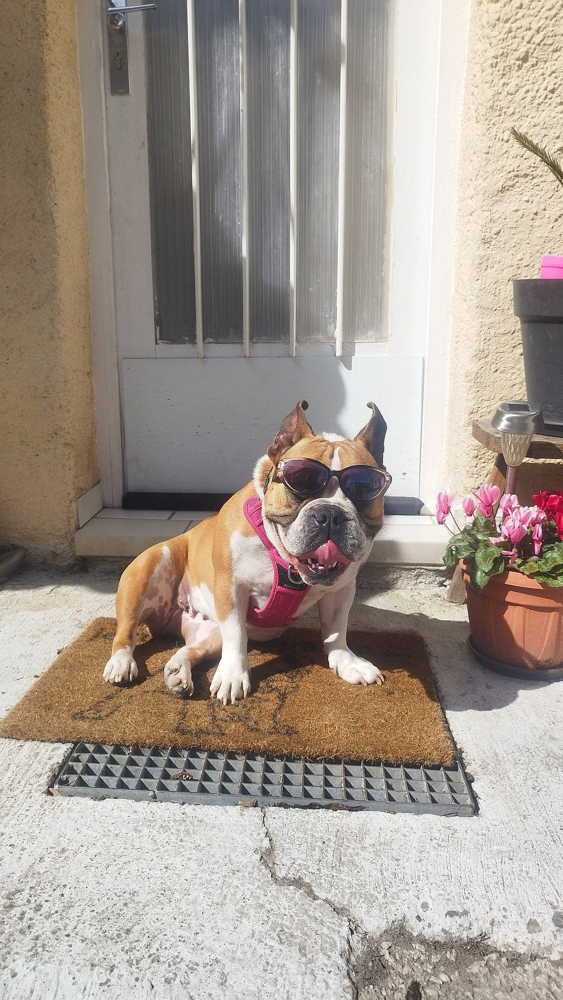 Polska participe au concours pour gagner de l'argent avec cette photo : bulldog, carnivore, collar, companion_dog, dog, dog_breed, fawn, flooring, flower, flowerpot, grass, houseplant, leash, plant, road_surface, sidewalk, snout, sporting_group, tail, window