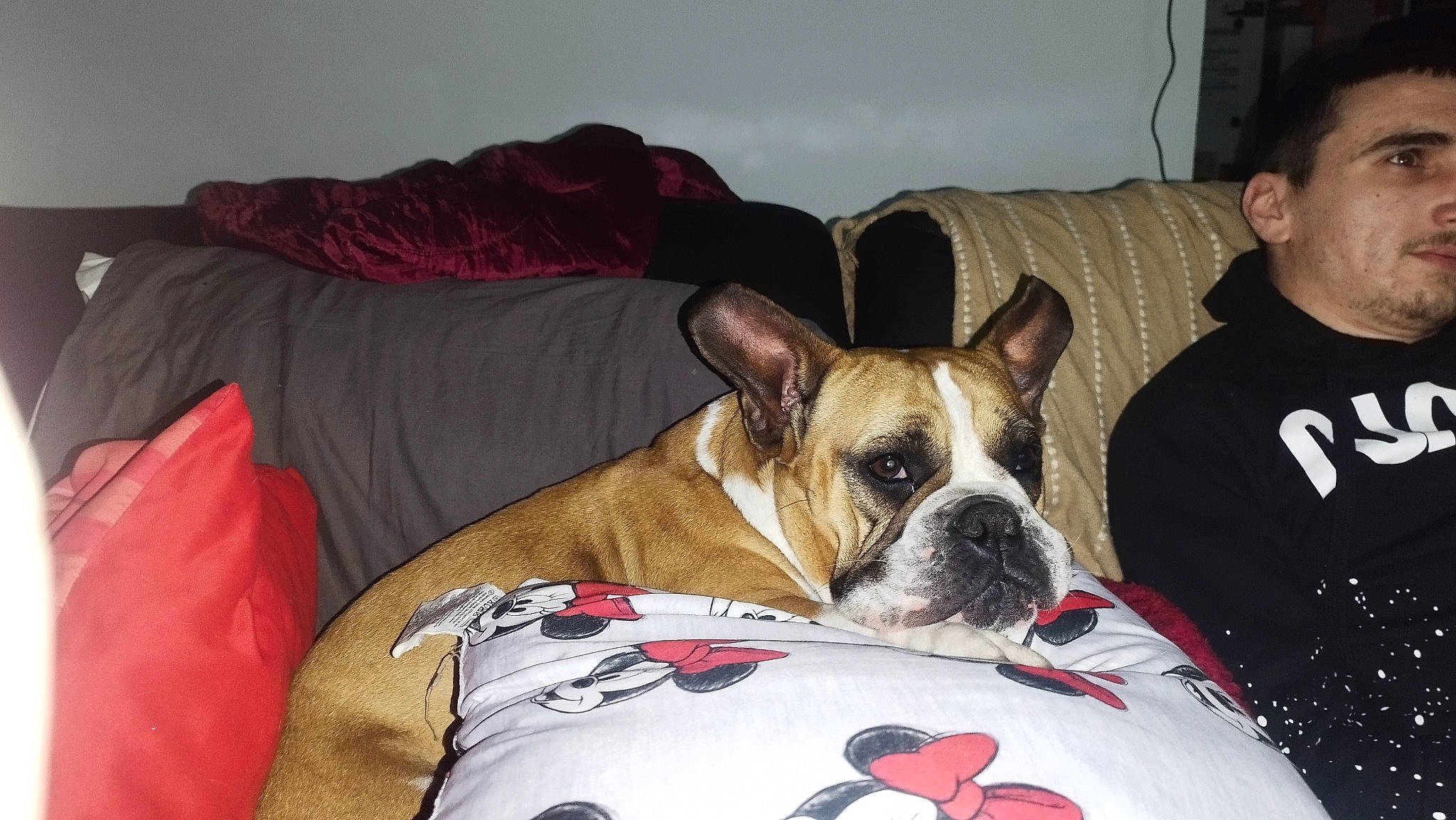 Polska a rejoint le concours — aidez-le/la à gagner de superbes lots ! canidae, carmine, carnivore, collar, comfort, companion_dog, dog, dog_breed, dog_supply, ear, fawn, lamp, pet_supply, snout, sporting_group, terrestrial_animal, toy_dog, whiskers, working_animal, wrinkle