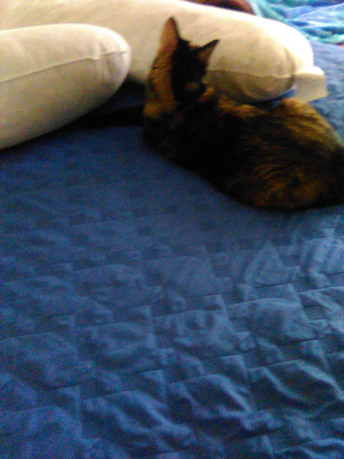 Pandora joined the competition — help win amazing prizes! canidae, carnivore, cat, comfort, companion_dog, dog_breed, domestic_short_haired_cat, fawn, felidae, floor, flooring, grey, hardwood, human_leg, linens, small_to_medium_sized_cats, snout, tail, whiskers, wood