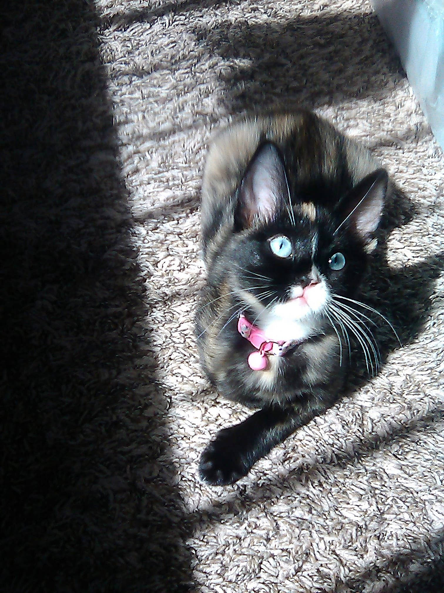 Pandora is registered to the contest to win money with this photo: asphalt, black_cat, carnivore, cat, domestic_short_haired_cat, felidae, flash_photography, foot, grass, grey, human_body, monochrome, monochrome_photography, paw, road_surface, small_to_medium_sized_cats, snout, tail, tints_and_shades, whiskers