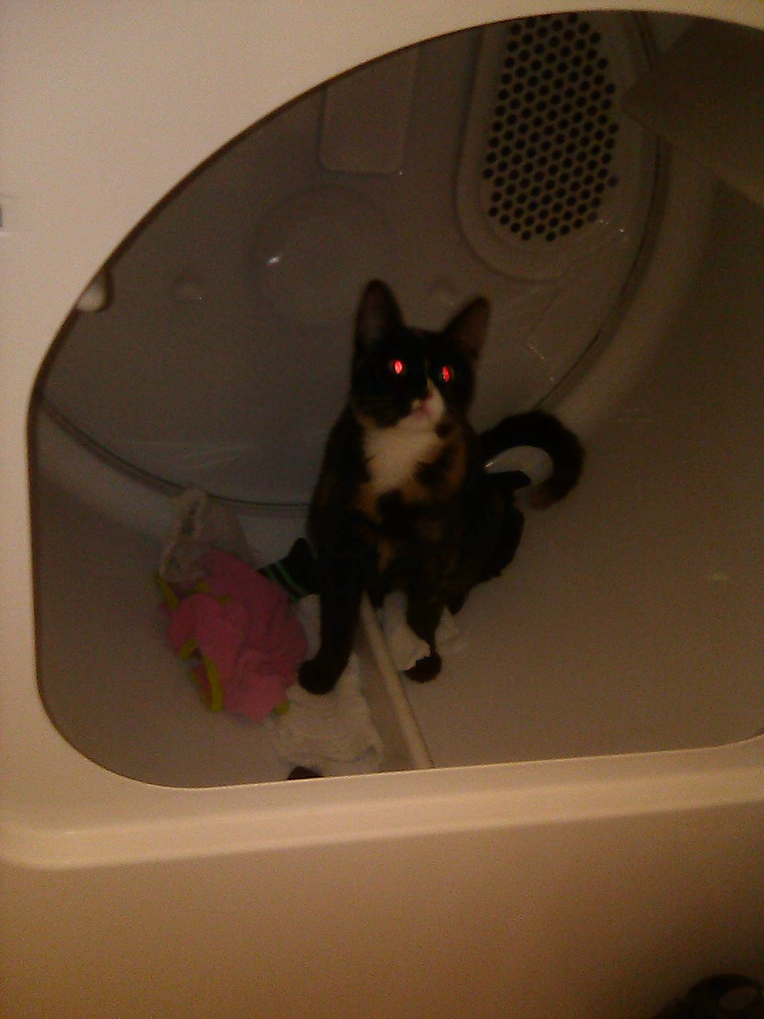 Pandora is registered to the contest to win money with this photo: audio_equipment, automotive_tire, carnivore, cat, ceiling, circle, design, domestic_short_haired_cat, felidae, fender, gas, grey, magenta, rim, room, small_to_medium_sized_cats, tail, wall, whiskers, window