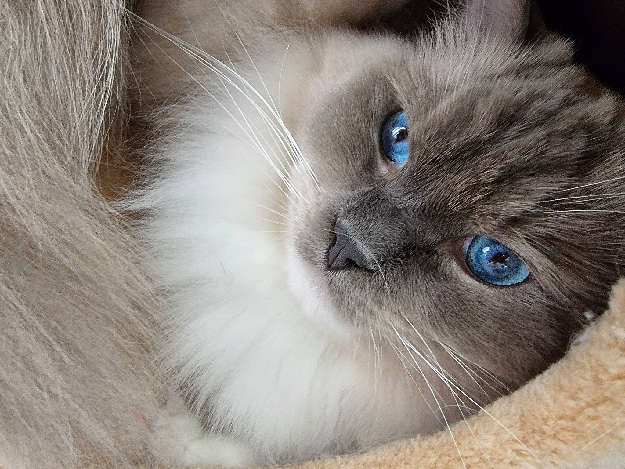 Saphir participe au concours pour gagner de l'argent avec cette photo : balinese, birman, carnivore, cat, curious, domestic_short_haired_cat, electric_blue, felidae, fur, ragdoll, siamese, small_to_medium_sized_cats, snout, terrestrial_animal, thai, whiskers