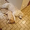 animal, companion, corner, cozy, cuddle, cute, dog, domestic, floor, fur, indoor, light_brown_dog, paw, pet, puppy, relaxation, resting, sleeping, tile_floor, white_dog