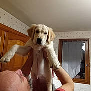 Angèle Et Atshi participe au concours pour gagner de l'argent avec cette photo : man, puppy, dog, indoor, window, curtain, wardrobe, wooden_furniture, beard, bald, holding, pet, animal, red_shirt, affection, cute, room, wallpaper, light, portrait