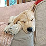 Angèle Et Atshi participe au concours pour gagner de l'argent avec cette photo : animal, blanket, couch, cozy, cute, dog, ear, furniture, golden_retriever, home, indoor, nose, paw, pet, puppy, relaxation, resting, sleeping, soft, window