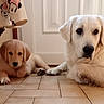 adult_dog, animal, canine, companionship, cute, dog, door, face, floor, fur, golden_retriever, home, indoor, looking, lying_down, mammal, pets, puppy, relaxed, tile_floor