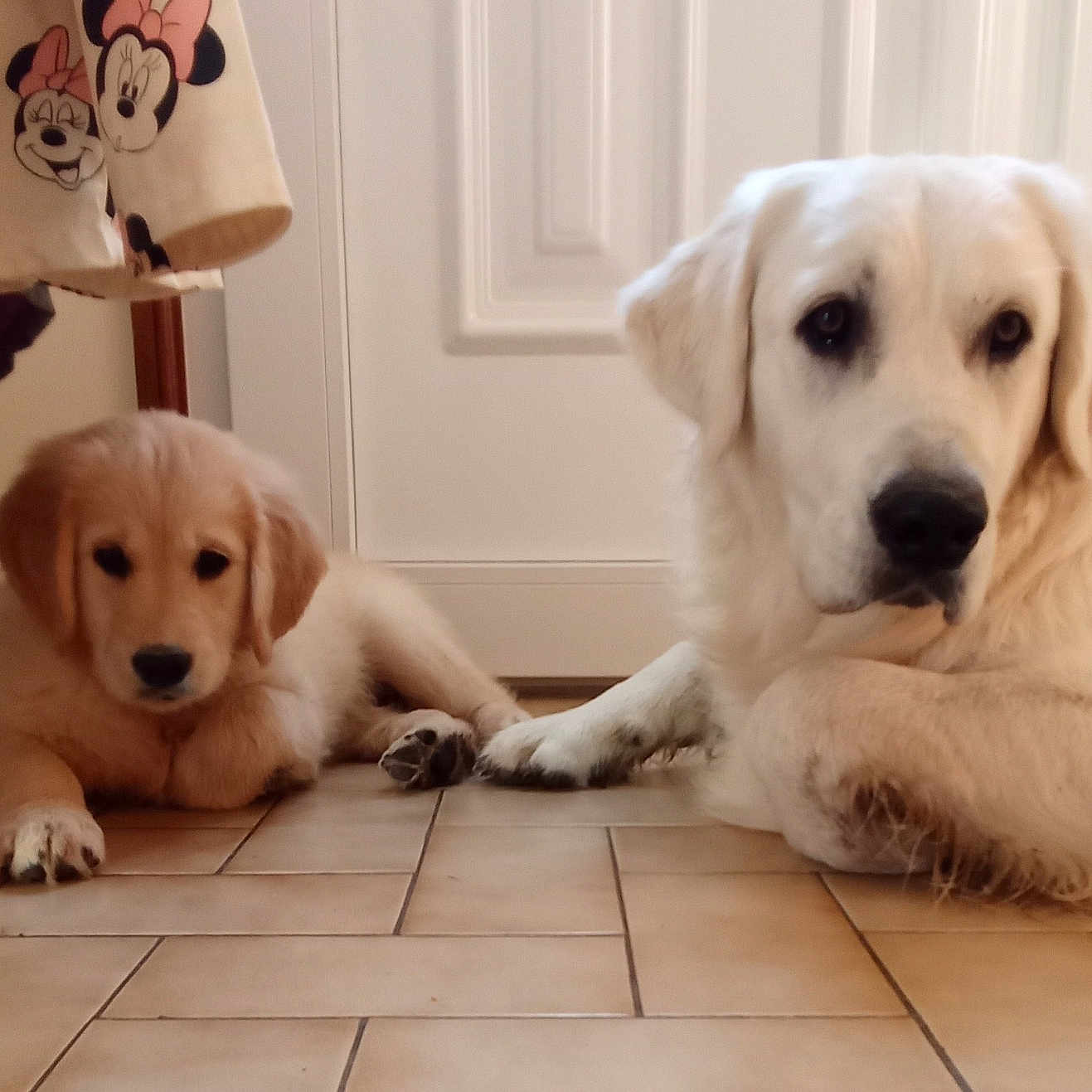 Angèle Et Atshi participe au concours pour gagner de l'argent avec cette photo : adult_dog, animal, canine, companionship, cute, dog, door, face, floor, fur, golden_retriever, home, indoor, looking, lying_down, mammal, pets, puppy, relaxed, tile_floor