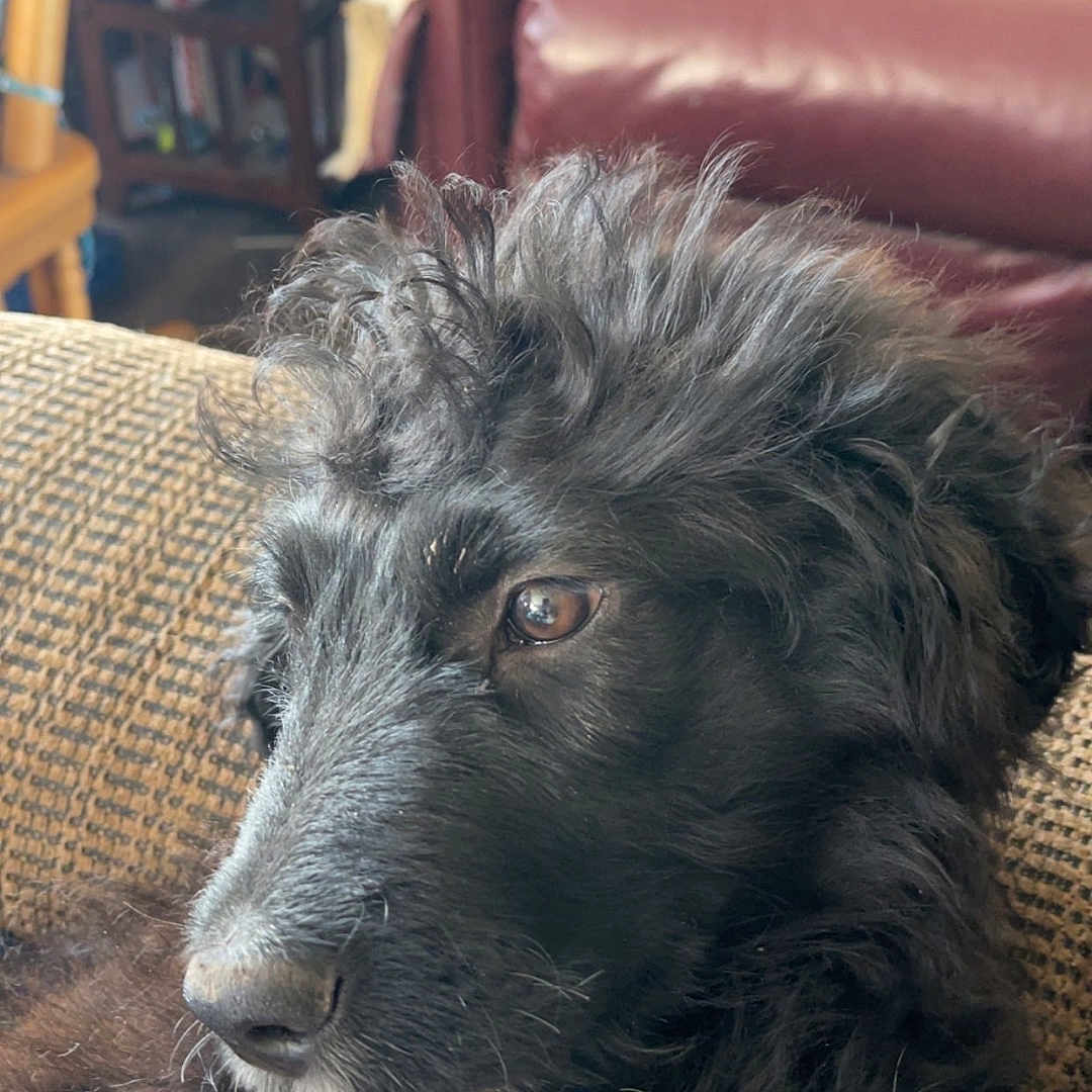 Buckley