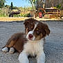 Aïko a rejoint le concours — aidez-le/la à gagner de superbes lots ! puppy, dog, outdoor, gravel, sunny, brown, white, fur, cute, animal, pet, relaxing, picnic_table, nature, greenery, box, wooden, curious, young, portrait