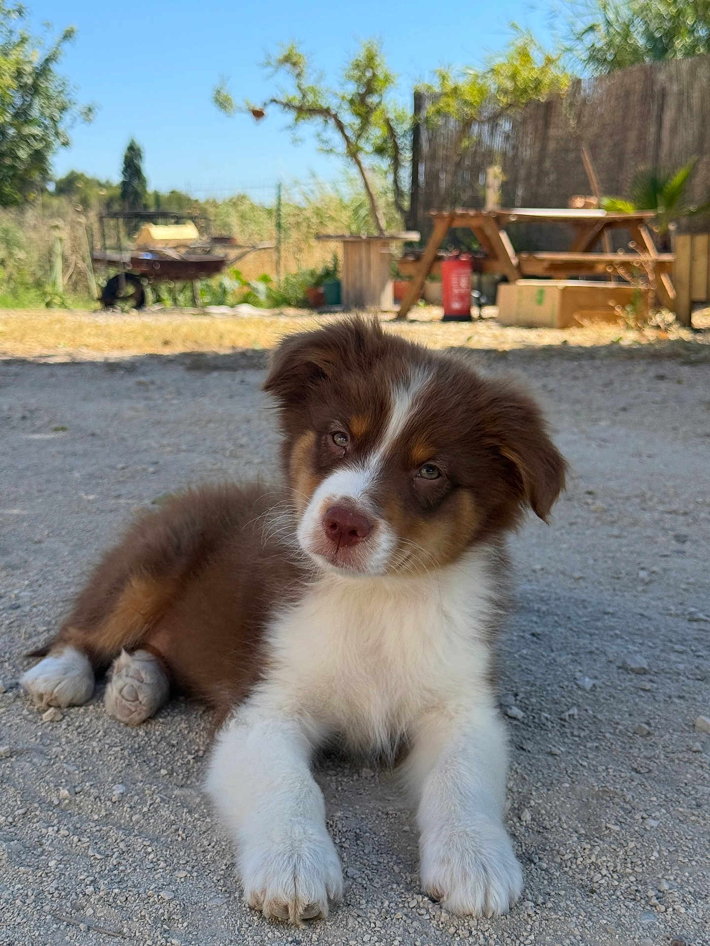 Aïko a rejoint le concours — aidez-le/la à gagner de superbes lots ! puppy, dog, outdoor, gravel, sunny, brown, white, fur, cute, animal, pet, relaxing, picnic_table, nature, greenery, box, wooden, curious, young, portrait