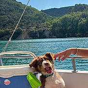 Aïko participe au concours pour gagner de l'argent avec cette photo : puppy, dog, boat, cooler, water, lake, mountain, greenery, sky, clouds, hand, collar, outdoor, sunlight, nature, recreation, smiling, pet, playful, summertime