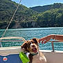 puppy, dog, boat, cooler, water, lake, mountain, greenery, sky, clouds, hand, collar, outdoor, sunlight, nature, recreation, smiling, pet, playful, summertime