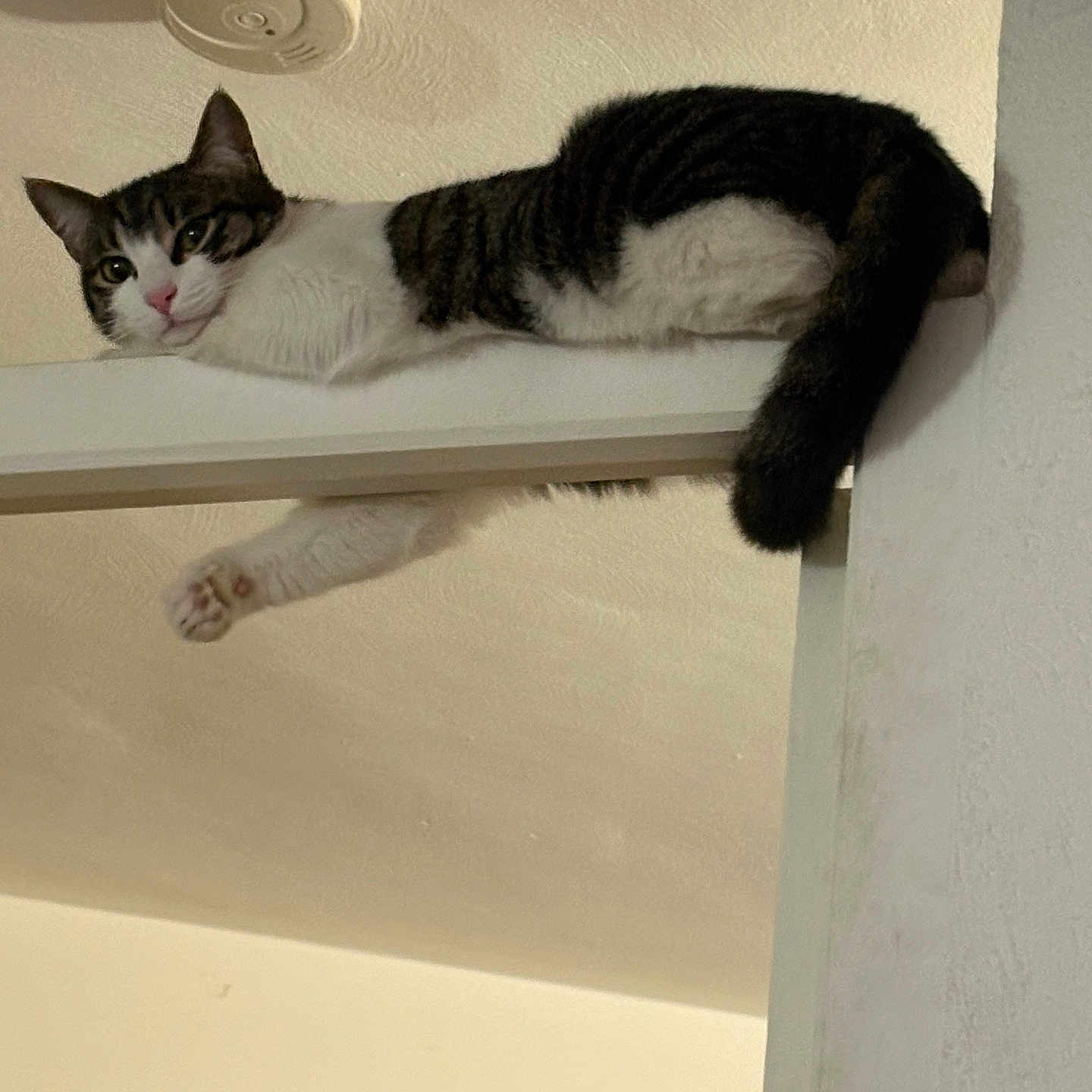 Mimine a rejoint le concours — aidez-le/la à gagner de superbes lots ! cat, indoor, ceiling, smoke_detector, relaxed, curious, white, tabby, paw, ledge, wall, feline, animal, pet, domestic, resting, looking, cute, fur, whiskers
