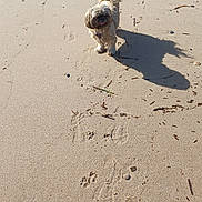 Ruby a rejoint le concours — aidez-le/la à gagner de superbes lots ! animal, beach, brown_dog, daytime, dog, fluffy, footprints, nature, outdoor, paw_prints, playful, rocks, sand, shadow, small_dog, sunlight, tail, texture, twigs, walking