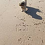 animal, beach, brown_dog, daytime, dog, fluffy, footprints, nature, outdoor, paw_prints, playful, rocks, sand, shadow, small_dog, sunlight, tail, texture, twigs, walking