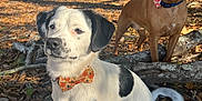 Scooby is registered to the contest to win money with this photo: dog, bow_tie, outdoor, leaves, tree, fence, sunlight, shadow, pet, nature, brown_dog, white_dog, black_spots, animal, canine, collar, fall, wood, branch, portrait