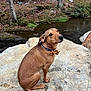 Scooby joined the competition — help win amazing prizes! dog, brown_dog, bow_tie, rock, stream, autumn, leaves, trees, outdoor, nature, canine, pet, water, forest, animal, sitting, fall, scenic, quiet, portrait