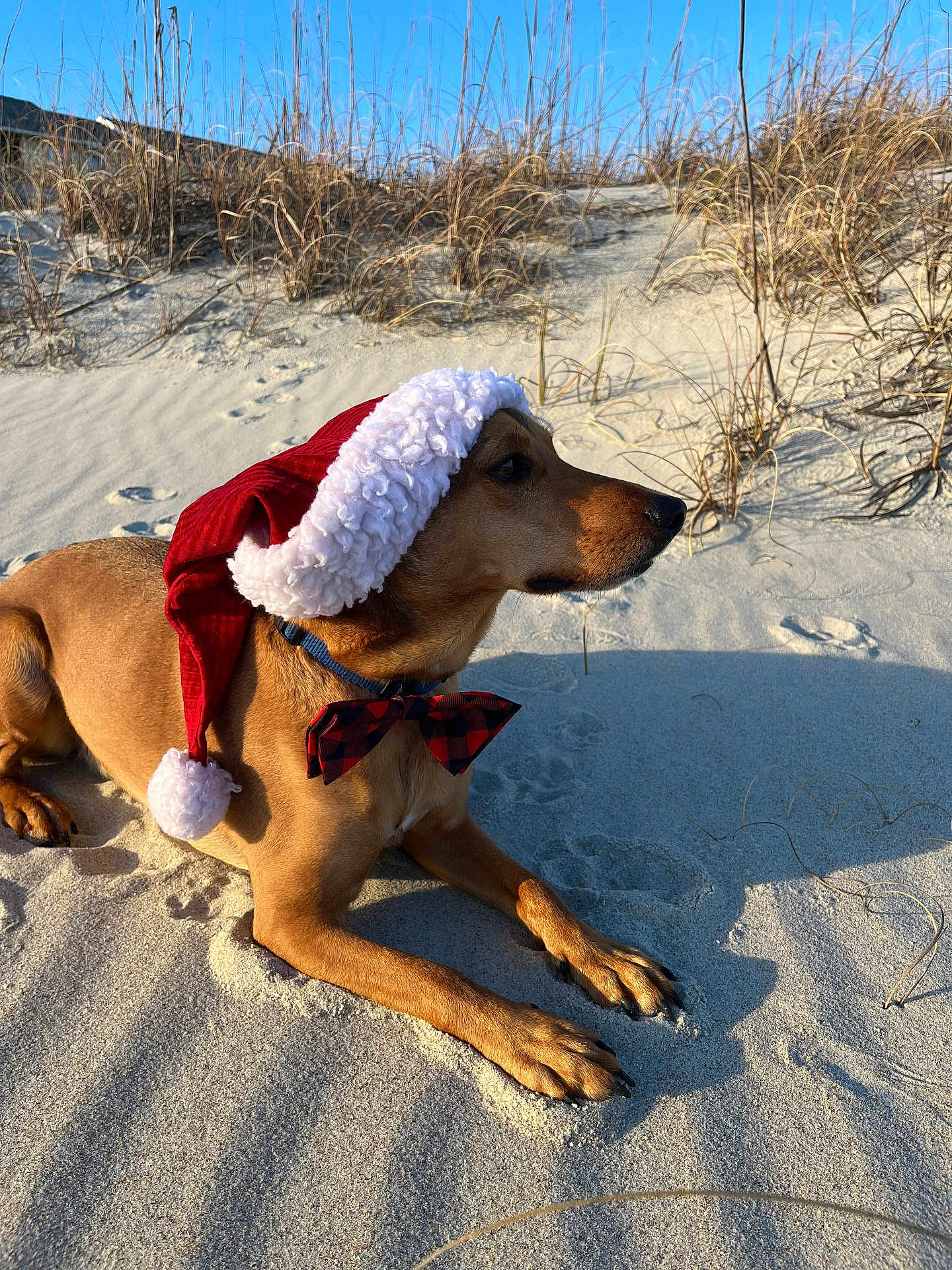 Scooby joined the competition — help win amazing prizes! dog, santa_hat, bow_tie, sand, beach, dry_grass, sunlight, shadow, outdoor, animal, pet, holiday, festive, canine, summer, nature, repose, cape_cod, winter_accessory, holiday_season