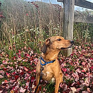 Scooby is registered to the contest to win money with this photo: dog, brown_dog, leash, collar, autumn_leaves, grass, wooden_fence, hay_bale, outdoor, cloudy_sky, fall, nature, pet, sitting, leaf_litter, rural, farm, canine, animal, fence_post