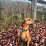 animal, autumn_leaves, brown_dog, canine, cloudy_sky, collar, dog, fall, farm, fence_post, grass, hay_bale, leaf_litter, leash, nature, outdoor, pet, rural, sitting, wooden_fence