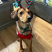 Scooby Doo joined the competition — help win amazing prizes! dog, pet, reindeer_antlers, christmas, holiday, costume, sweater, wooden_floor, indoor, couch, plaid, brown_dog, cute, animal, festive, domestic_animal, decor, collar, person, legs