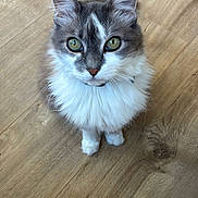 Poehere participe au concours pour gagner de l'argent avec cette photo : adorable, alert, animal, cat, collar, curious, cute, domestic_cat, feline, fluffy, fur, green_eyes, indoor, looking_up, pet, playful, sitting, whiskers, wooden_floor, young_cat