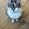 adorable, alert, animal, cat, collar, curious, cute, domestic_cat, feline, fluffy, fur, green_eyes, indoor, looking_up, pet, playful, sitting, whiskers, wooden_floor, young_cat