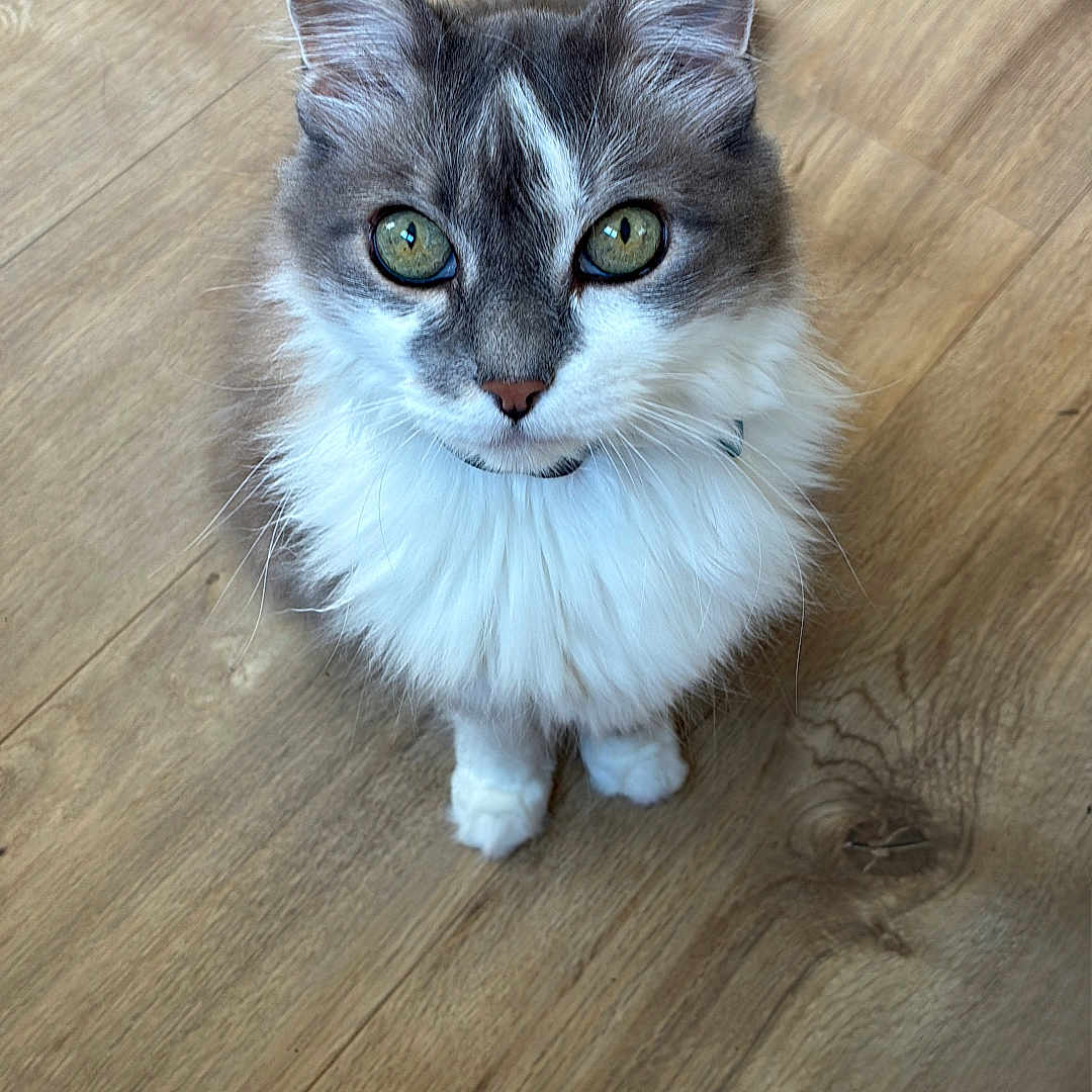 Poehere participe au concours pour gagner de l'argent avec cette photo : adorable, alert, animal, cat, collar, curious, cute, domestic_cat, feline, fluffy, fur, green_eyes, indoor, looking_up, pet, playful, sitting, whiskers, wooden_floor, young_cat