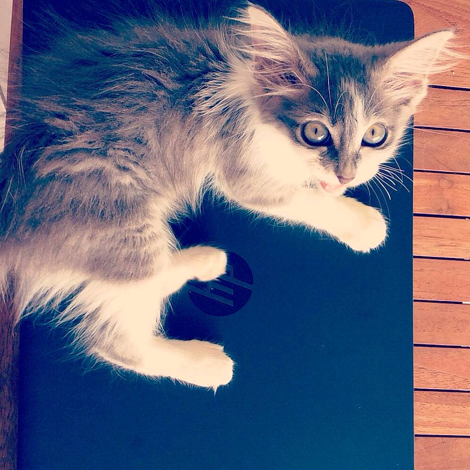 Poehere a rejoint le concours — aidez-le/la à gagner de superbes lots ! aegean_cat, blue, carnivore, cat, domestic_short_haired_cat, european_shorthair, felidae, fur, kitten, norwegian_forest_cat, paw, polydactyl_cat, ragamuffin, siberian, sky, small_to_medium_sized_cats, snout, tabby_cat, whiskers, wild_cat
