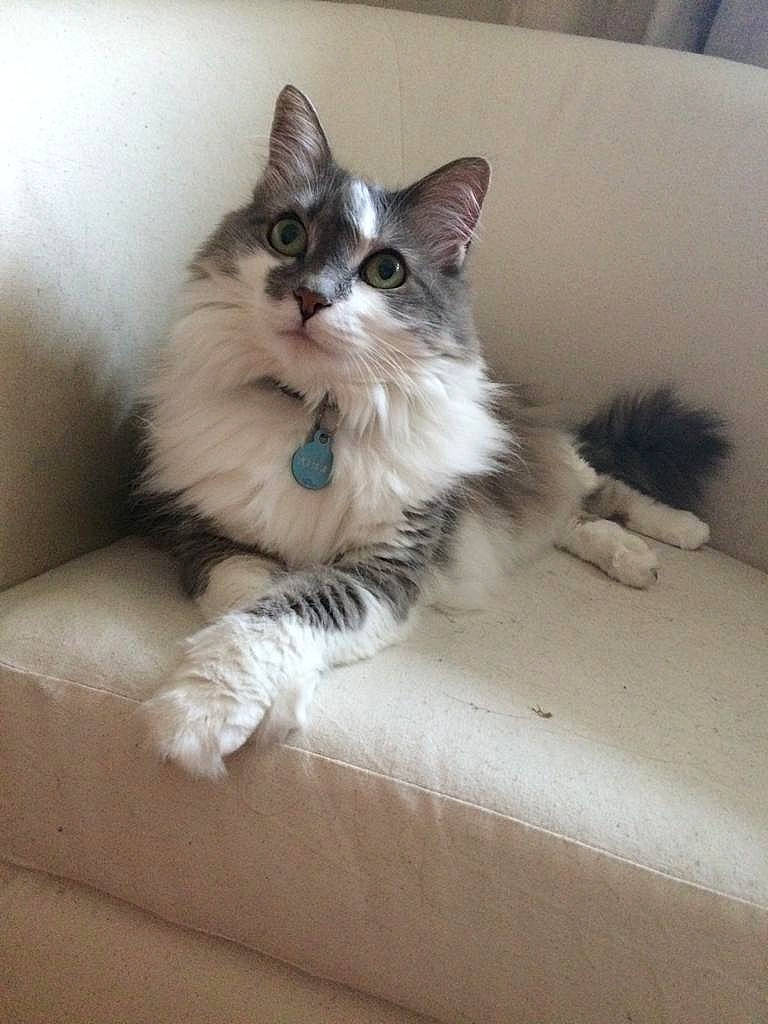 Poehere a rejoint le concours — aidez-le/la à gagner de superbes lots ! american_curl, asian_semi_longhair, british_semi_longhair, carnivore, cat, domestic_long_haired_cat, fawn, felidae, kitten, mammal, munchkin, napoleon_cat, norwegian_forest_cat, ojos_azules, ragamuffin, ragdoll, siberian, small_to_medium_sized_cats, vertebrate, whiskers