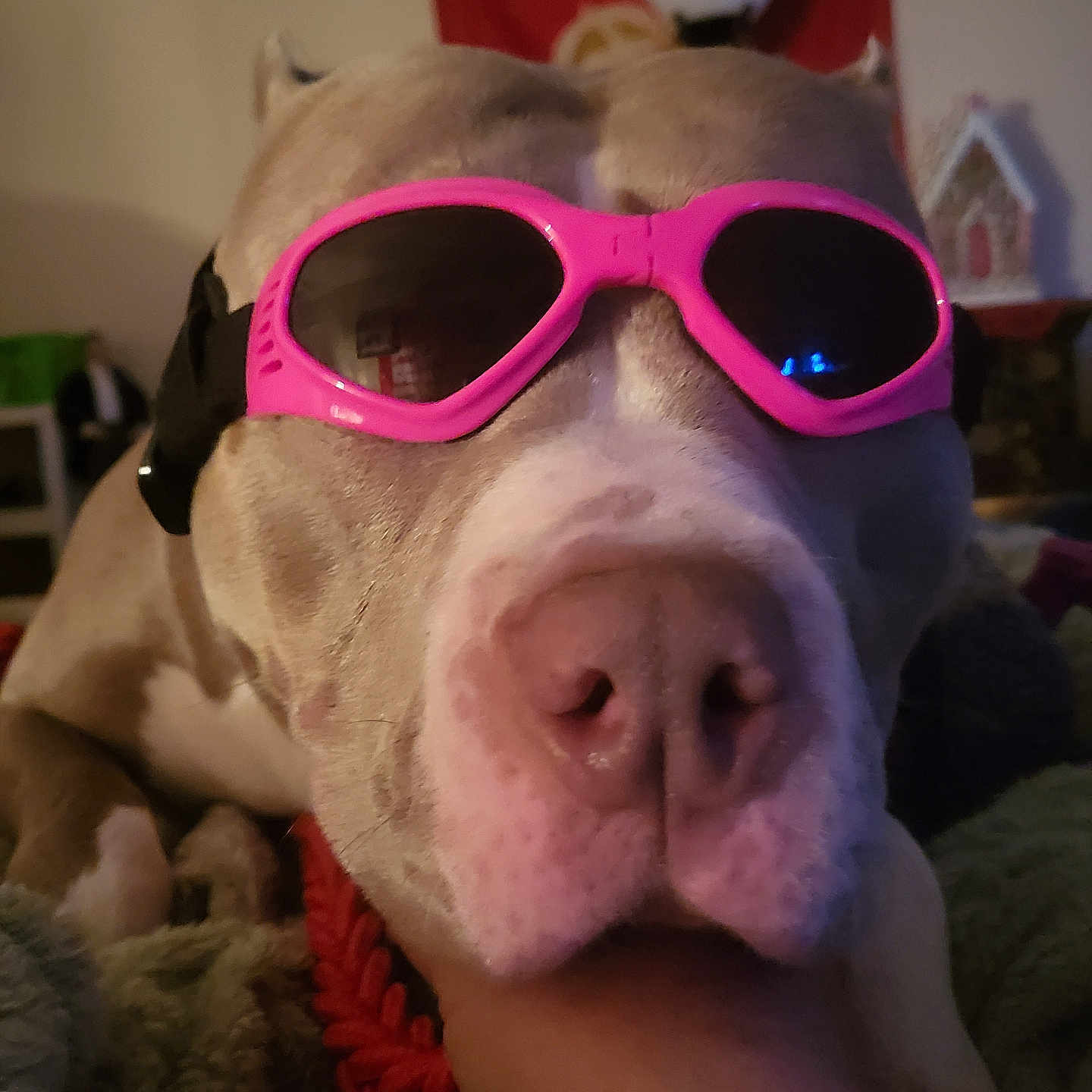 Isabella Grace is registered to the contest to win money with this photo: accessory, animal, casual, close_up, companion, cozy, cute, dog, face, friendship, funny, hand, home, indoor, pet, pink, portrait, relaxed, resting, sunglasses