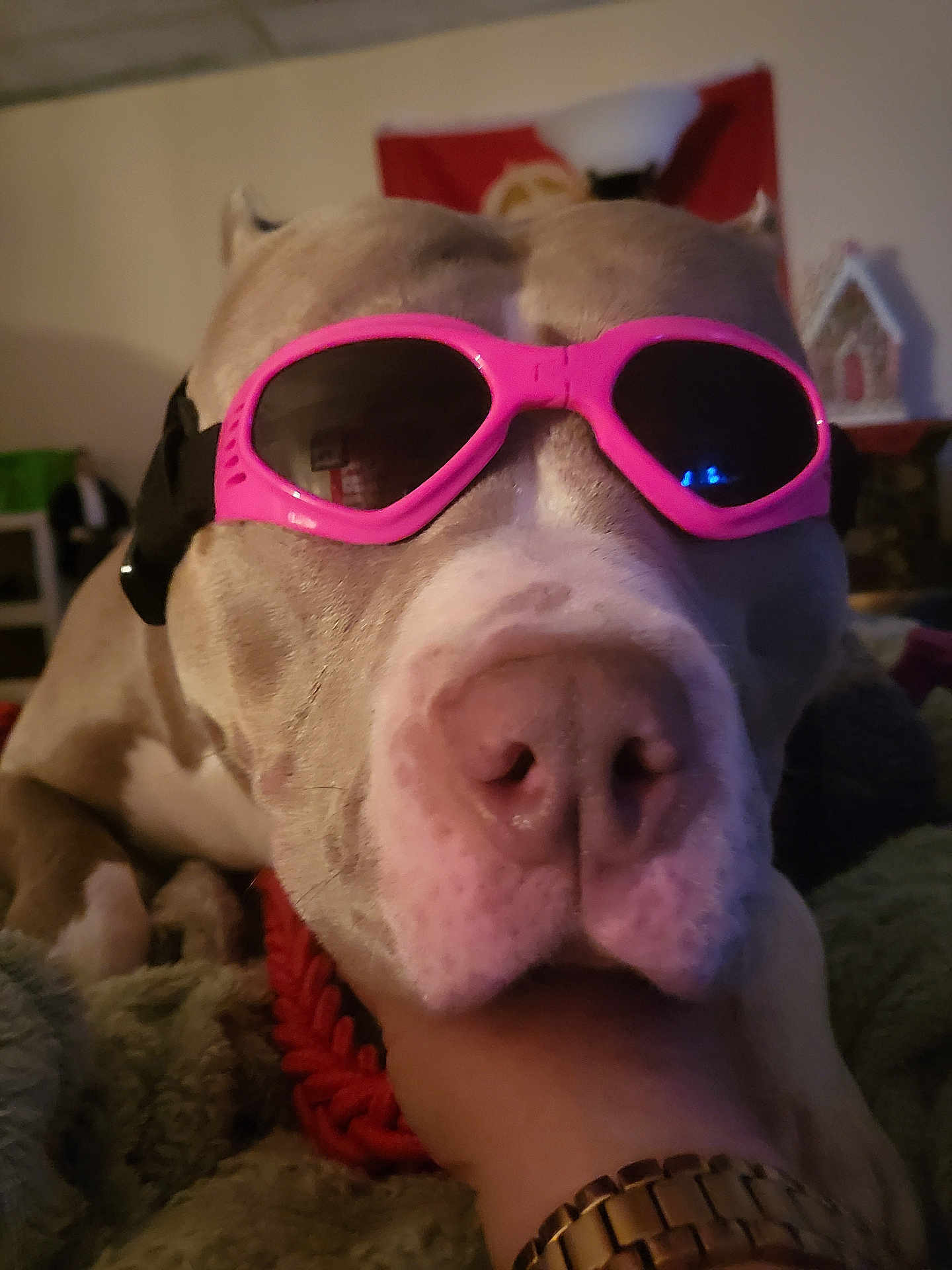 Isabella Grace is registered to the contest to win money with this photo: dog, sunglasses, close_up, pet, indoor, relaxed, hand, cozy, animal, cute, accessory, face, pink, resting, casual, portrait, companion, friendship, home, funny