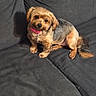 animal, brown_dog, canine, collar, companion, couch, cozy, cute, dog, domestic_animal, fur, gray_couch, head_tilt, indoor, looking_at_camera, pet, pink_collar, portrait, sitting, small_dog