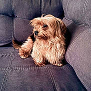 Queenie joined the competition — help win amazing prizes! animal, brown, canine, companion, couch, cozy, cute, dog, domestic_animal, fluffy, fur, furniture, home, indoor, looking_away, pet, relaxed, resting, seated, small_dog