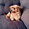 dog, pet, couch, fur, brown, small_dog, indoor, animal, cute, companion, relaxed, seated, home, cozy, fluffy, looking_away, domestic_animal, canine, resting, furniture