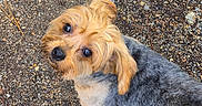 Queenie is registered to the contest to win money with this photo: animal, brown, canine, companion, cute, dog, ears, eyes, fur, gravel, gray, leash, looking_up, nose, outdoor, pavement, pet, short_hair, small_dog, walk