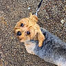 animal, brown, canine, companion, cute, dog, ears, eyes, fur, gravel, gray, leash, looking_up, nose, outdoor, pavement, pet, short_hair, small_dog, walk